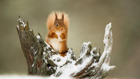Charming Squirrel in Winter Wonderland wallpaper