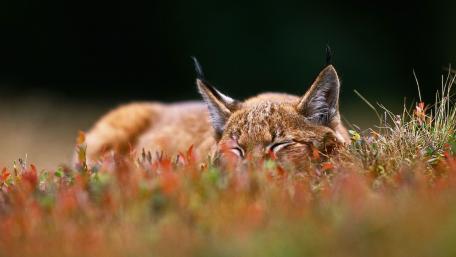 Silent Lynx in Autumn Hues wallpaper