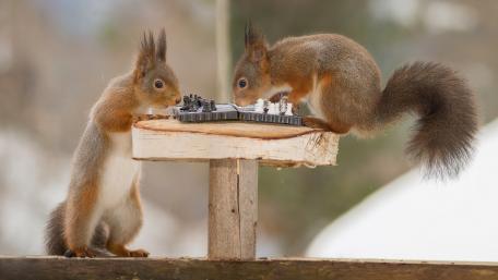 Squirrels Playing Chess in Nature's Playground wallpaper