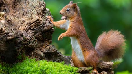 Playful Squirrel in Nature's Embrace wallpaper