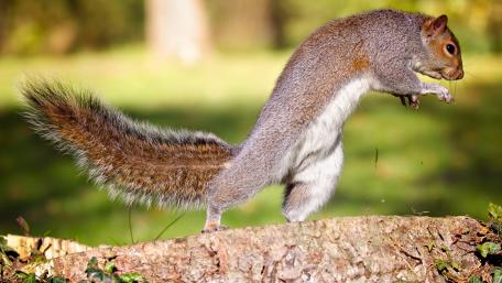 Energetic Squirrel in Motion wallpaper