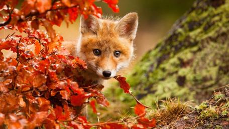 Clever Fox Hidden Among Autumn Leaves wallpaper