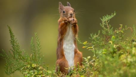 Charming Squirrel Enjoying a Nut Moment wallpaper