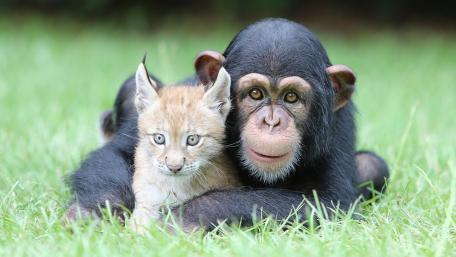 Cute Monkey and Kitten Friendship Wallpaper wallpaper