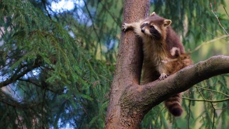 Curious Raccoon on a Tree Branch wallpaper