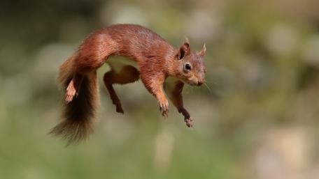 Energetic Squirrel in Mid-Jump wallpaper