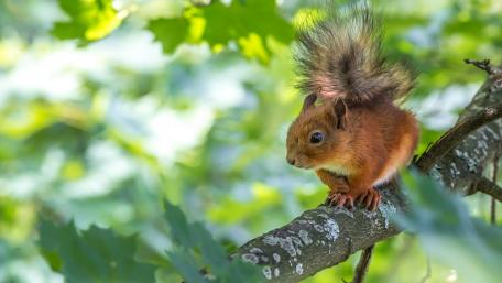 Squirrel on a Branch in Nature's Embrace wallpaper