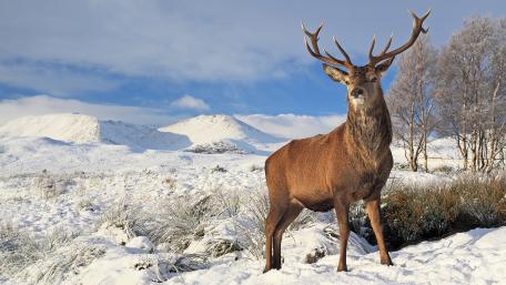 Majestic Stag in Winter Wonderland wallpaper