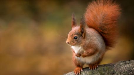Cute Squirrel in Autumn Colors wallpaper