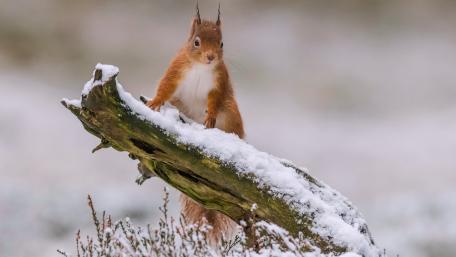Winter Wonders of the Squirrel on Snowy Log wallpaper