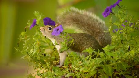 Charming Squirrel Among Vibrant Flowers wallpaper