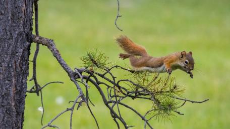 Squirrel in Mid-Jump Among Greenery wallpaper