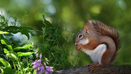 Charming Squirrel in a Lush Green Setting wallpaper