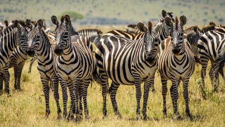 Zebras Grazing in Sunlit Savannah Grasslands wallpaper