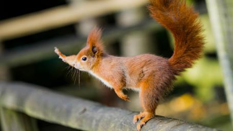 Vibrant Squirrel in Motion wallpaper
