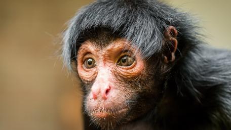 Curious Young Monkey Staring Intently wallpaper