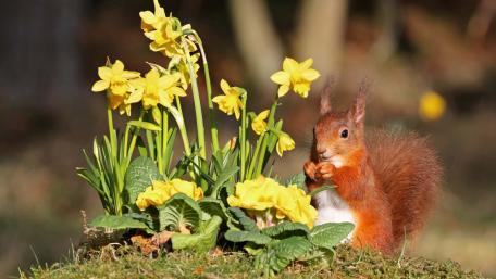 Charming Squirrel Amidst Vibrant Flowers wallpaper