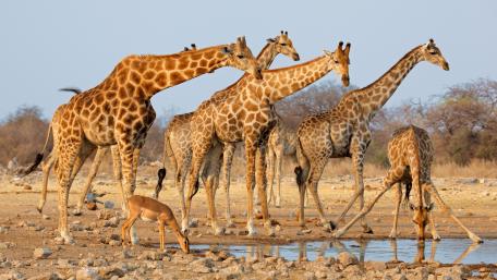 Majestic Giraffes in Nature's Serenity wallpaper