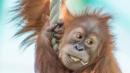 Curious Orangutan Enjoying a Snack wallpaper