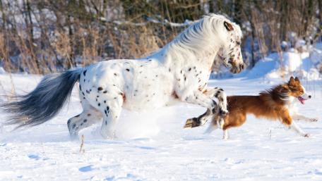 Galloping Joy in Snowy Wilderness wallpaper