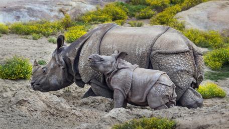 Tender Moments of Mother and Rhino Calf wallpaper
