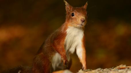 Charming Squirrel in Nature Setting wallpaper