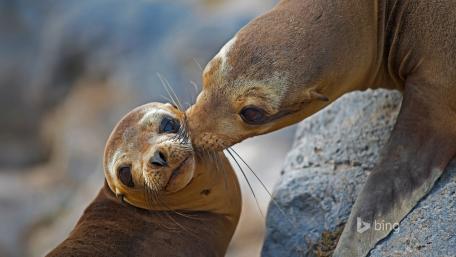 Heartwarming Seal Interaction in Nature wallpaper