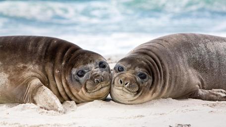 Adorable Seals Enjoying Each Other's Company wallpaper