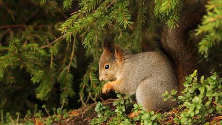 Charming Squirrel Amidst Lush Foliage wallpaper
