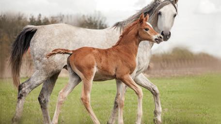 Majestic Horses in a Serene Landscape wallpaper