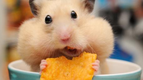 Cute Hamster Enjoying a Snack wallpaper