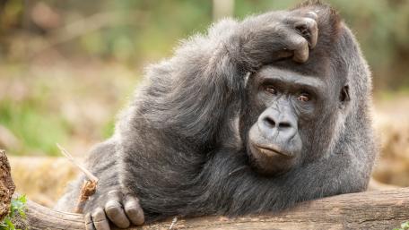 Thoughtful Gorilla in Its Natural Habitat wallpaper