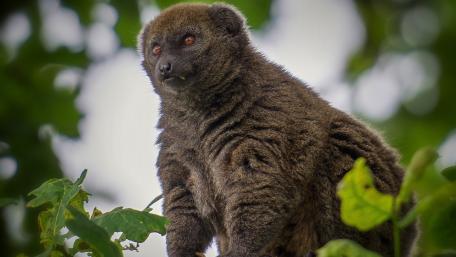 Fascinating Creature Among the Leaves wallpaper