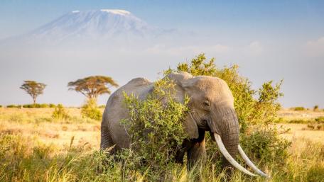 Majestic Elephant Near Mount Kilimanjaro wallpaper