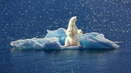 Majestic Polar Bear on Iceberg wallpaper