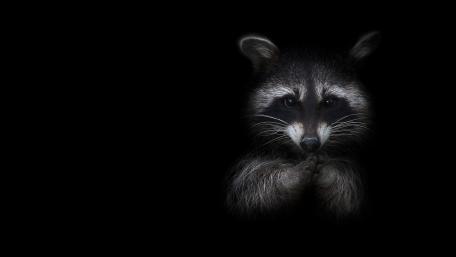 Mysterious Raccoon in Shadows wallpaper