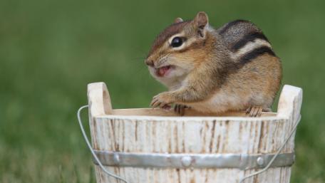 Cheerful Chipmunk in a Rustic Bucket wallpaper