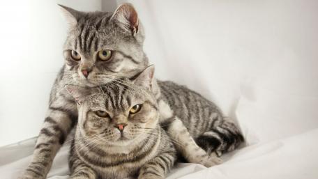 Adorable Silver Tabby Kittens Sleeping Together wallpaper