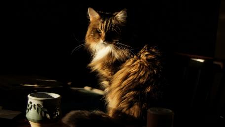 Majestic Cat in Sunlight Shadows wallpaper