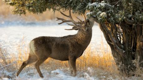 Majestic Deer in Winter Wonderland wallpaper