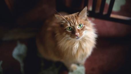 Majestic Ginger Cat in Soft Light wallpaper