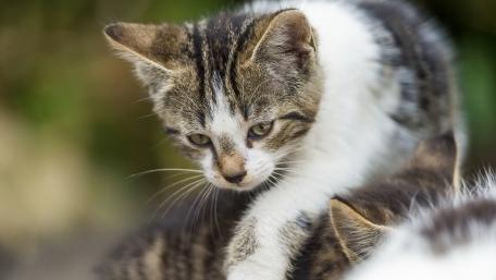 Playful Tabby Kitten in Nature wallpaper