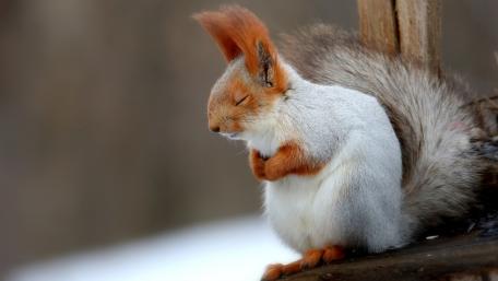 Squirrel in Peaceful Contemplation wallpaper