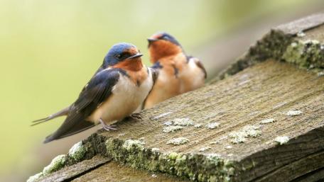 Charming Little Birds on a Weathered Log wallpaper