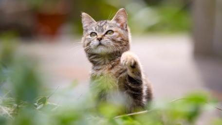 Playful Tabby Kitten in Natural Setting wallpaper