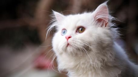 Whimsical White Cat with Mesmerizing Eyes wallpaper