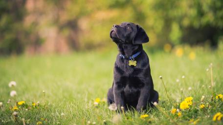 Playful Black Labrador in a Vibrant Meadow wallpaper