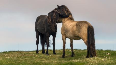 Equine Companionship on a Serene Meadow wallpaper