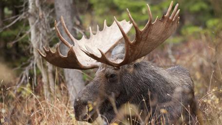 Majestic Moose in Natural Habitat wallpaper