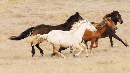 Majestic Horses Running Wild in Nature wallpaper